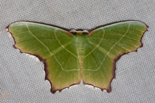 Poecilochlora minor