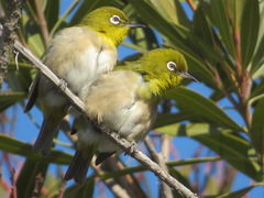 Zosterops japonicus