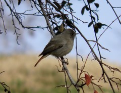 Phoenicurus ochruros