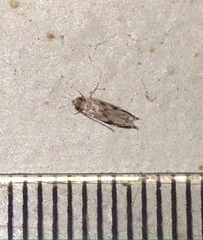 Erechthias zebrina