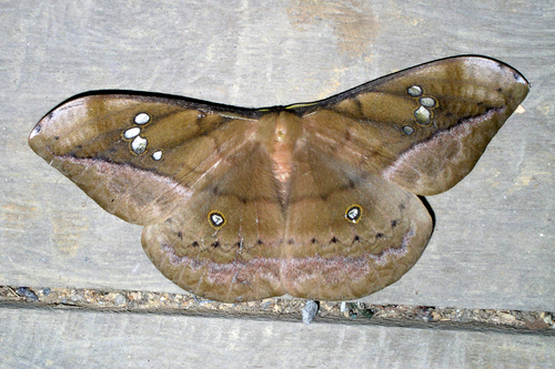 Copaxa andensis