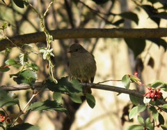 Phoenicurus ochruros