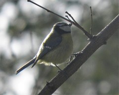 Cyanistes caeruleus