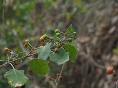 Solanum violaceum
