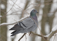 Columba livia