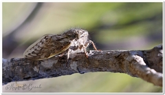 Platypleura capensis