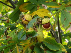 Aesculus hippocastanum