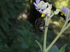 Bombus pauloensis