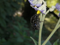 Bombus pauloensis