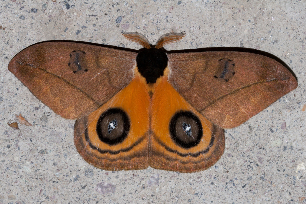 Automeris abdominalis