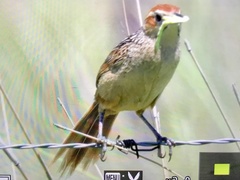 Sphenoeacus afer natalensis