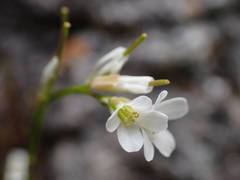 Arabis collina