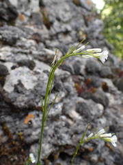Arabis collina