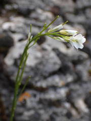 Arabis collina