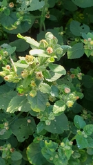 Malvastrum americanum