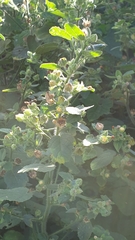 Malvastrum americanum