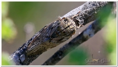 Platypleura capensis