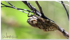 Platypleura capensis