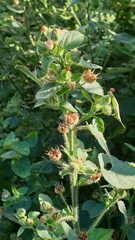 Malvastrum americanum