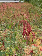 Chenopodium formosanum