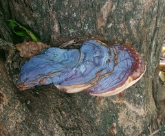Ganoderma tuberculosum