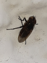 Diptera