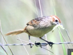 Sphenoeacus afer natalensis