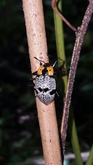 Cypherotylus vicinus