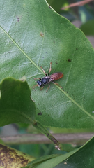 Miscophini