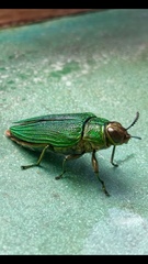Evides pubiventris