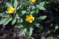 Anemonoides ranunculoides
