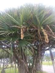Pandanaceae
