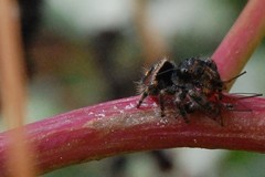 Phidippus audax