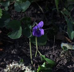 Viola odorata