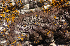 Anaptychia runcinata