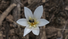Apodolirion macowanii