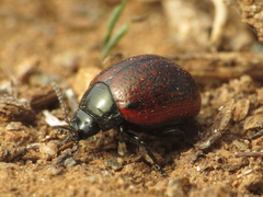 Chrysolina diluta