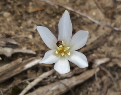 Apodolirion macowanii