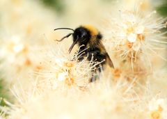 Bombus
