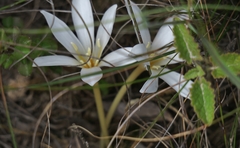 Apodolirion macowanii