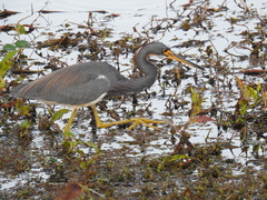 Egretta tricolor image