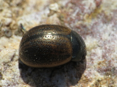 Chrysolina diluta