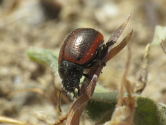 Chrysolina diluta