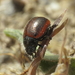 Chrysolina diluta - Photo (c) Simon Oliver, some rights reserved (CC BY-NC), uploaded by Simon Oliver