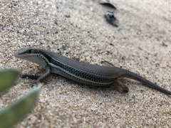Trachylepis depressa