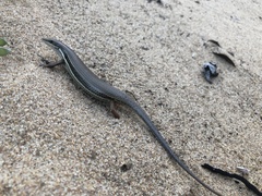 Trachylepis depressa