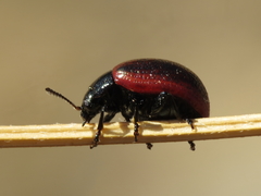 Chrysolina diluta