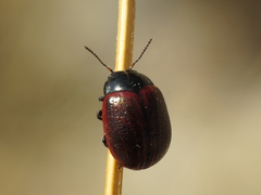 Chrysolina diluta