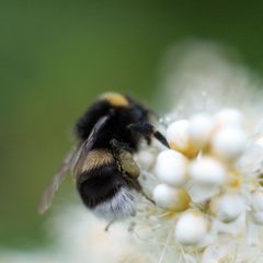 Bombus