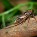 Creaking Branch Cicada - Photo (c) Joel Poyitt, some rights reserved (CC BY-NC), uploaded by Joel Poyitt